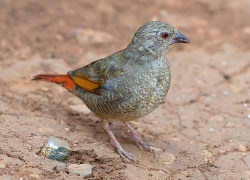 Orange-winged Pytilia female